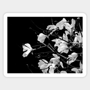 Black and White Magnolia Photography Sticker